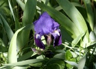 Iris   R.Eveleens